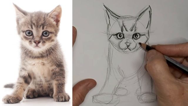 How to Draw Kitten Sitting Up, down, tiny young little baby, face forward with tabby stripes & paws смотреть онлайн