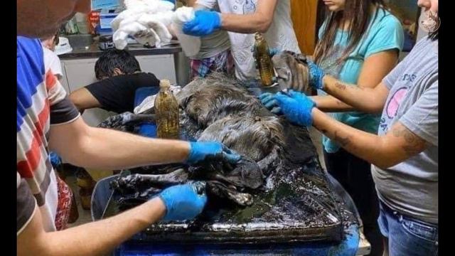 Trapped in the asphalt, the dog faced death смотреть онлайн