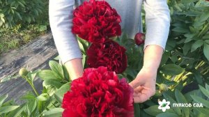 Red satin peony. Рэд сатин пион. Пулков сад (2022 г)