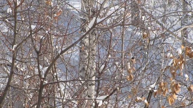 три снегиря и две самки снегиря и синица ест семку смотреть онлайн