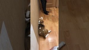 Давай купим собачку,такую хорошую собачку 😂👍🏻