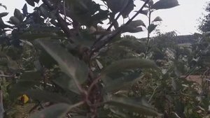 Золотой ранет, мцарское и груша алматинка,вот такой репортаж про лесные яблони