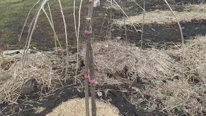 ОБРЕЗКА ПЛАКУЧЕЙ ШЕЛКОВИЦЫ и РАЙСКОЙ ЯБЛОНИ