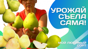 И все-таки они бывают- вкусные груши на Урале! Сорт Свердловчанка