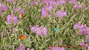 Физостегия виргинская Вариегата (variegata) ? обзор: как сажать, рассада физостегии Вариегата