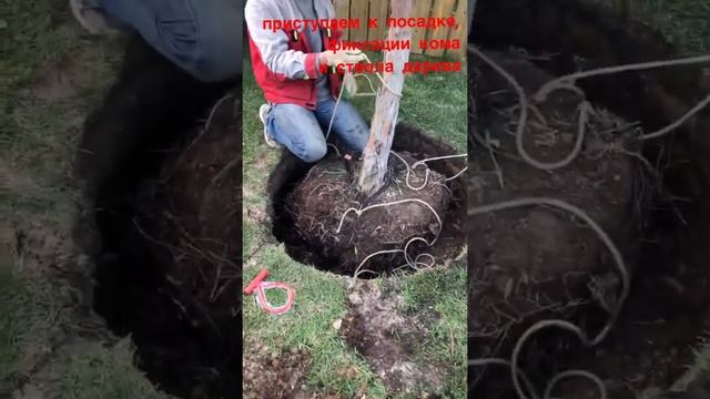 Крепления кома дерева для посадки.
