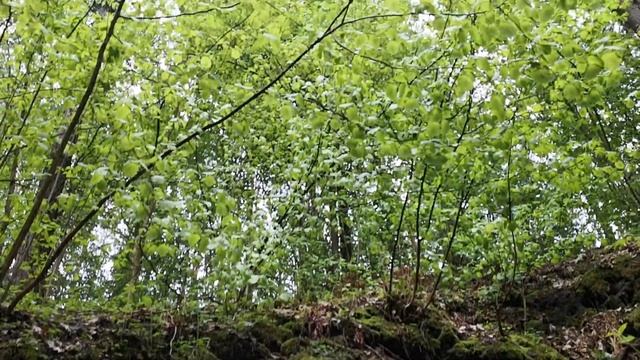 Источник "Серебряный ключ", Суражский район Брянской области