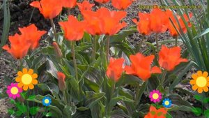 Тюльпан грейга Ред риддинг худ. Краткий обзор, описание характеристик tulipa Red ridding hood