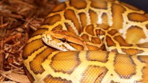 ИНТЕРЕСНЫЕ ФАКТЫ - ПИТОН. ГИГАНТСКАЯ ЗМЕЯ