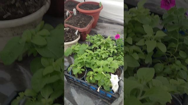 110 сортов мяты проснулись !!!! РАБОТА ЗАКИПЕЛА !!! ПЕРВАЯ ТЕПЛИЦА УКОМПЛЕКТОВАНА !!!! смотреть онлайн