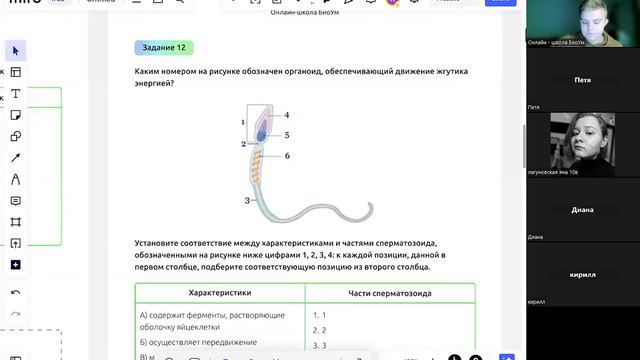 Практика/ Мейоз. Гаметогенез. Часть 2