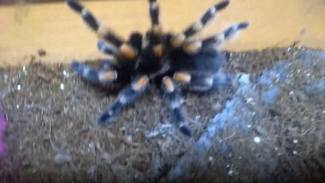 Брахипельма смитти,сейчас хамори!Болтавня о ней! смотреть онлайн