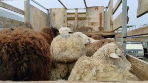 Чечня скотный рынокв Курчалое,про Овцы и коз.