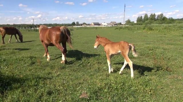 Гуляем с лошадьми. Жеребята в табуне. смотреть онлайн