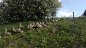 Выпускаем гусей на пруд