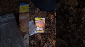 Эксперимент. Сажаю белые грибы на участке.