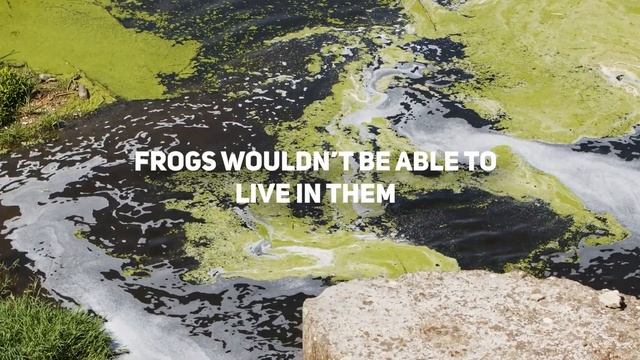 The Frog Army Disaster - 1 Million Frogs raised and released into your community? смотреть онлайн