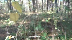 Хмель на озере Глубокое. Замёрзшие опята и мусор в Кудряшовском бору.