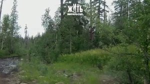 Медведь в Норильске. 22 июля 2018 г