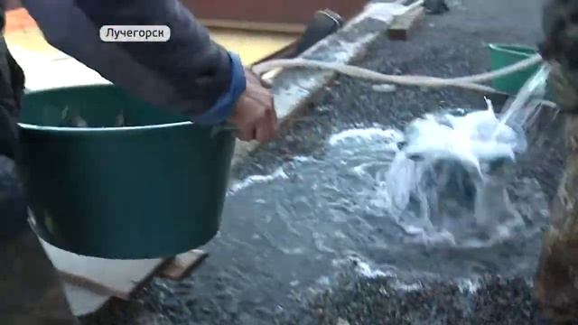 Инвестагентство помогло запустить проект по разведению осетров в Лучегорске смотреть онлайн