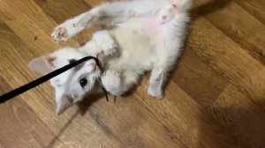 Kittens play #21 / Котята играют #cats #meowing #kittens #funny #happy #sound #play #котята