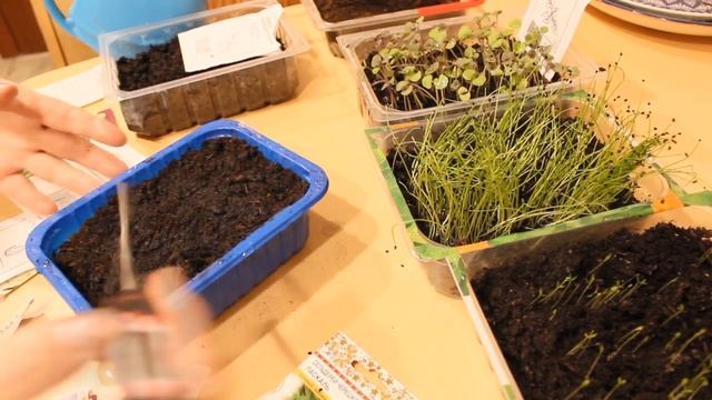 100 % ВСХОДЫ НА 5 СУТКИ !!! ЛУКА ПОРЕЯ , СЕЛЬДЕРЕЯ , БАЗИЛИК смотреть онлайн