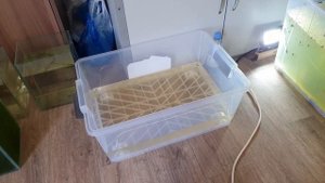 Работы на моей маленькой разводне/Приобрел культуру Аулофоруса и Дафнии!