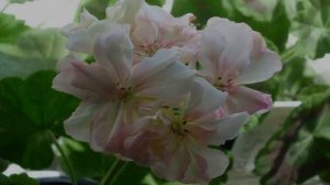 Пеларгония Оденсио Симфония (Odensjo Symfonia) — описание