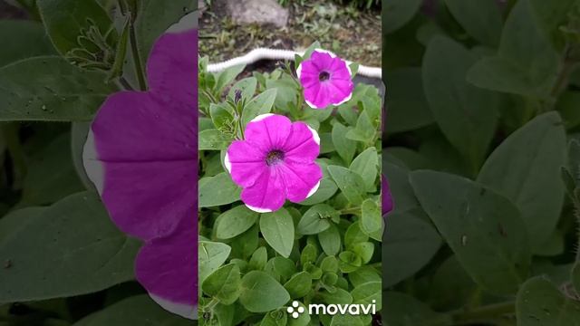 Мои петунии зацвели