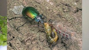 НАСЕКОМЫЕ ПОМОЩНИКИ!  ПОЛЕЗНЫЕ НАСЕКОМЫЕ - КТО ОНИ? ЯРОСТНЫЕ ЗАЩИТНИКИ НАШИХ ОГОРОДОВ!!!