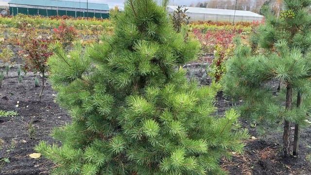 Правильное мульчирование растений корой лиственницы смотреть онлайн