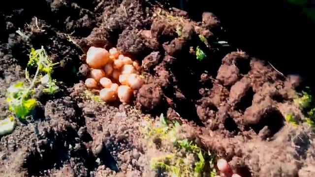 ПАН57 Биогумус и Вермизакваска. Применение биогумуса. Копаем картофель на месяц раньше. смотреть онлайн