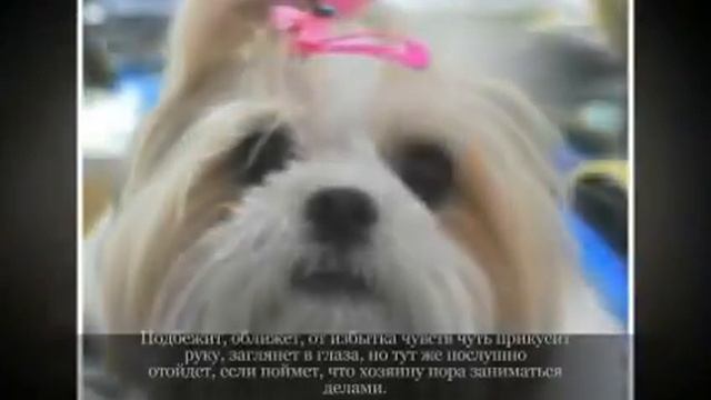 Маленькие породы собак ШИ ТЦУ смотреть онлайн