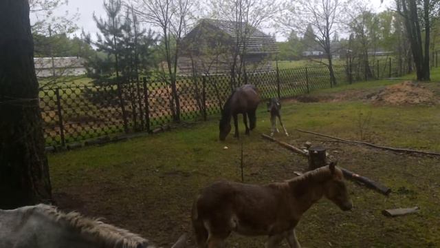 когда лошадь ревнует .... смотреть онлайн