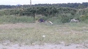 Пробивная способность пневматической винтовки Crosman Optimus