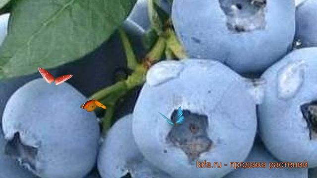 Голубика высокорослая Элизабет (elisabeth) ? обзор: как сажать, саженцы голубики Элизабет смотреть онлайн