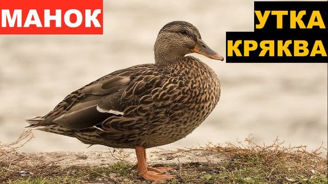 ?ЗВУК (ГОЛОС) УТКА КРЯКВА ВЕСНА