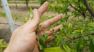 Как добиться крупного размера на диплоидных сливах?