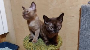 Фил / Современная американская бурма / Окрас шампань / Burmese male