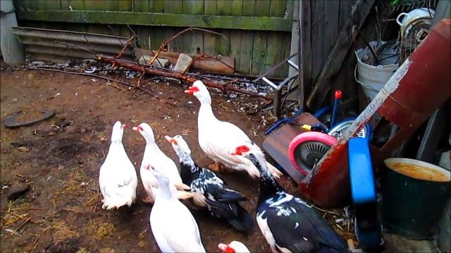 Содержание и разведение Мускусных уток шипунов // Когда ставит гнезда для Индоуток? // Вовкин Двор! смотреть онлайн