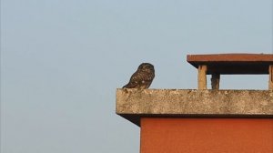 Домовый сыч