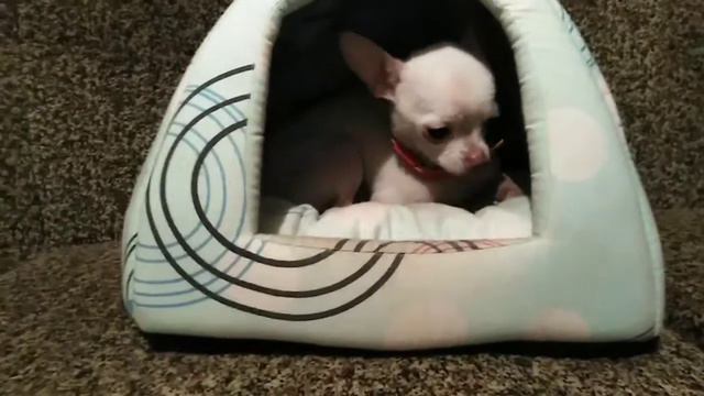 10 ФАКТОВ О МНЕ/Я ВАМ ШЛЮ ЕТО ВИДИО С ДРУГОГО СВЕТА??? I'm Zhorik смотреть онлайн