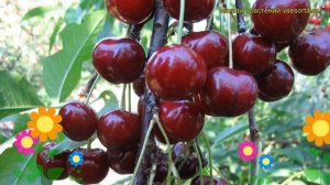 Вишня Муза. Краткий обзор, описание характеристик, где купить саженцы prunus cerasus Muza