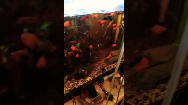 рыбка живородка #aquarium #subscribe #fish #рак #аквариум