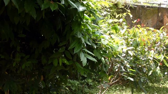 Парк бабочек на Бали [№127] смотреть онлайн