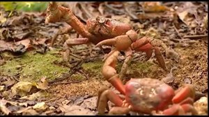остров Рождества красные крабы red crabs Christmas Island
