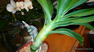 #орхидеи #цветочныйрай   моя морковка(цикнодес,) мой уход❤️