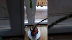 Пересадила алоказию Зебрина в закрытую систему. 03.12.23