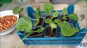 Купила рассаду кабачков и лук севок. / Учимся ловить рыбку .