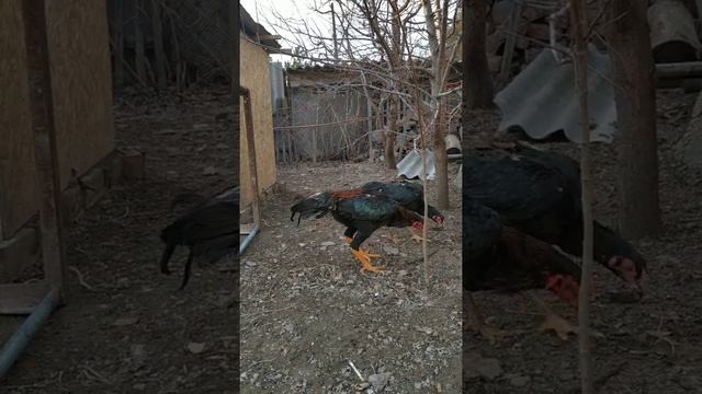 Тайвань чистокровный из России "Калуга бойцовые" смотреть онлайн